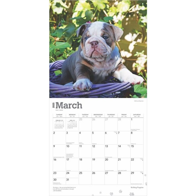 Buying English Bulldog Calendar Puppies 2025? Simply online
