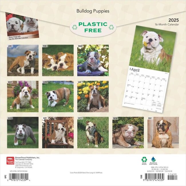 Buying English Bulldog Calendar Puppies 2025? Simply online