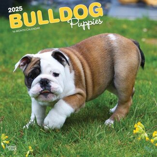 Browntrout Engelse Bulldog Kalender Puppies 2025