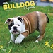 Browntrout Engelse Bulldog Kalender Puppies 2025