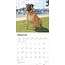 Calendrier Bullmastiff 2025