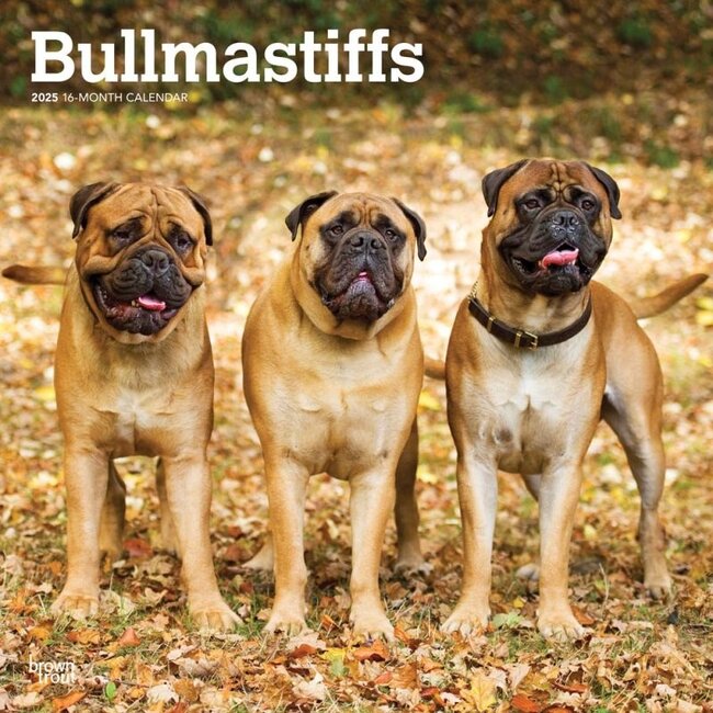 Calendrier Bullmastiff 2025