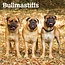 Calendrier Bullmastiff 2025