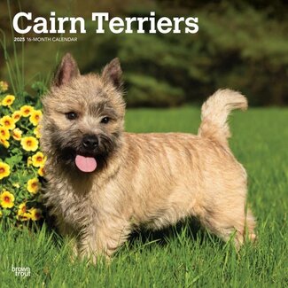 Browntrout Calendrier Cairn Terrier 2025