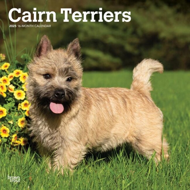 Cairn Terrier Calendar 2025