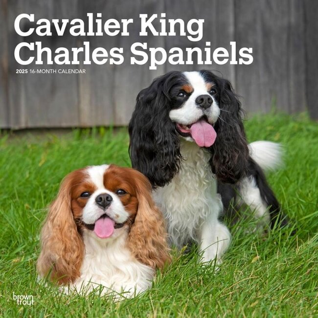 Browntrout Cavalier King Charles Spaniel Calendar 2025