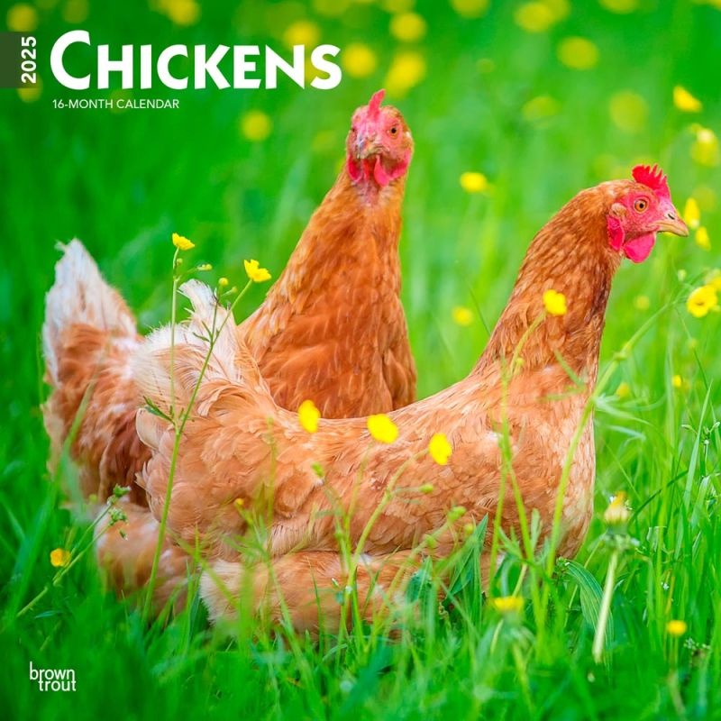 Chickens 2025 12 X 24 Inch Monthly Square Wall Calendar Plastic-Free