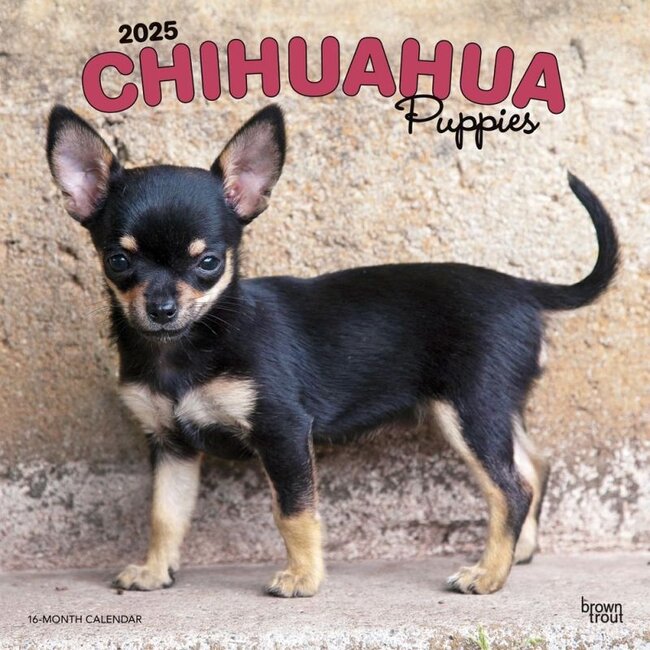 Chihuahua Puppies Calendar 2025