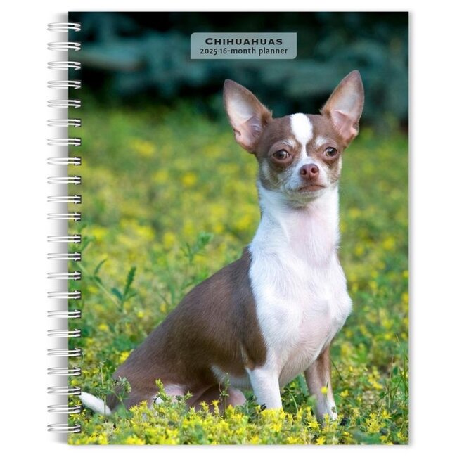 Browntrout Chihuahua-Agenda 2025