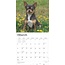 Chihuahua Calendar 2025