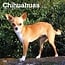 Browntrout Chihuahua Calendar 2025