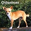 Browntrout Chihuahua-Kalender 2025