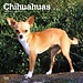 Browntrout Chihuahua-Kalender 2025