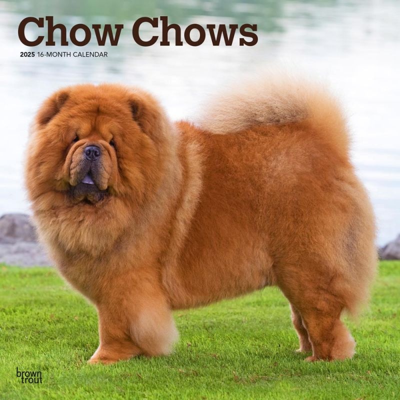 Chow Chow Calendar 2025 Cindee Isadora