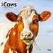 Browntrout Cows Calendar 2025