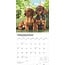 Dachshund Calendar Puppies 2025