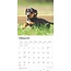 Dachshund Calendar Puppies 2025