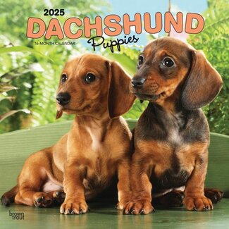 Browntrout Calendario Teckel Cachorros 2025