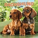 Browntrout Dachshund Calendar Puppies 2025