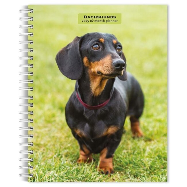 Dachshund Agenda 2025