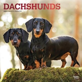 Browntrout Dachshund-Kalender 2025