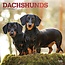 Browntrout Dachshund-Kalender 2025