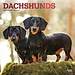 Browntrout Dachshund-Kalender 2025