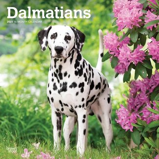 Browntrout Dalmatian Calendar 2025