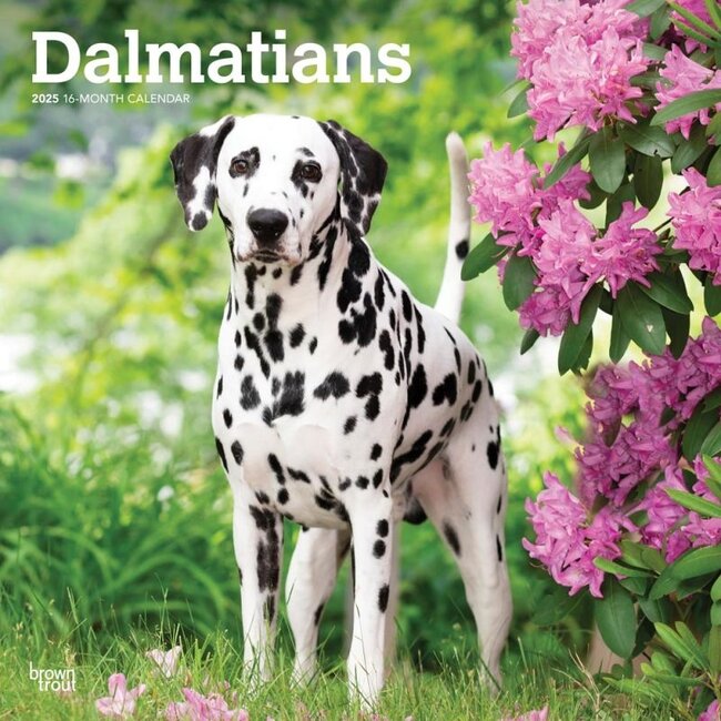 Calendrier Dalmatien 2025