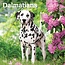 Dalmatian Calendar 2025