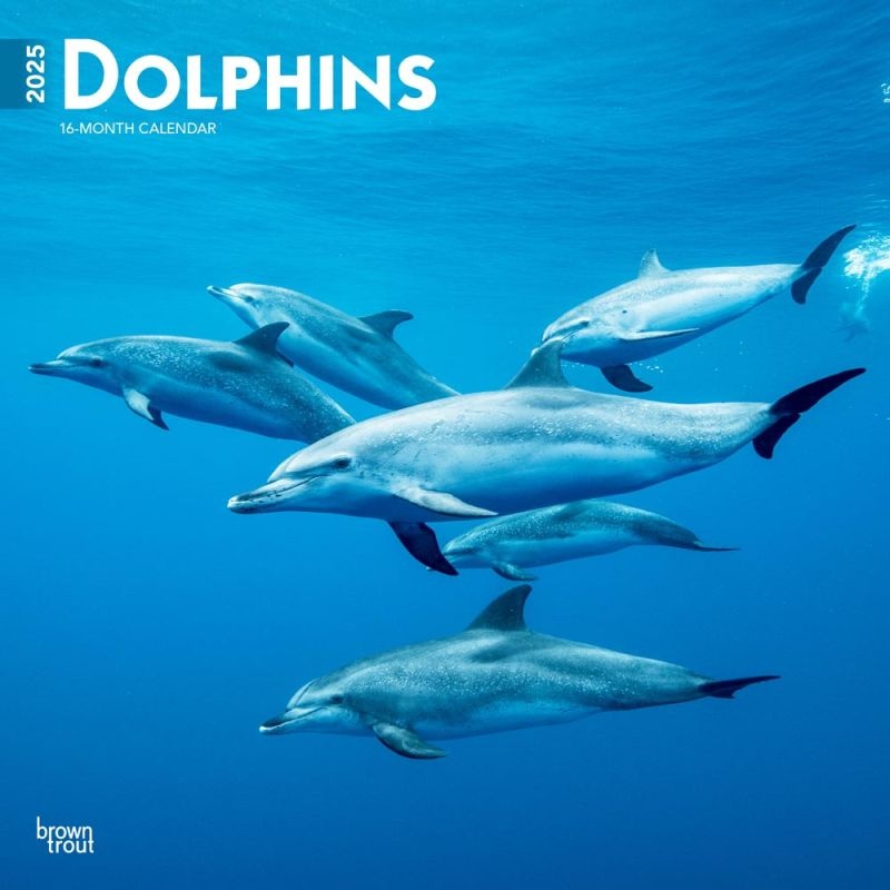 Dolphins 2025 12 X 24 Inch Monthly Square Wall Calendar Plastic-Free Browntrout Dolphin Mammals Sea