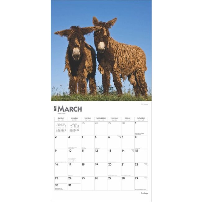 Donkey Calendar 2025 Buy with beautiful photos of the Donkey