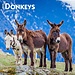 Browntrout Donkey Calendar 2025