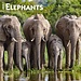 Browntrout Elefantenkalender 2025
