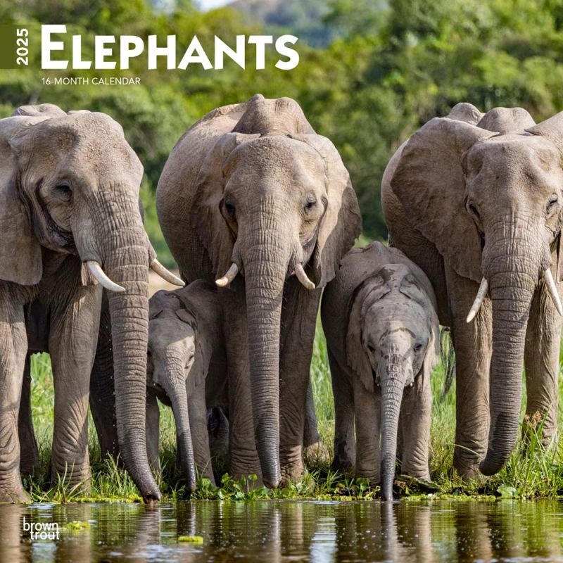 Buying Elephant Calendar 2025 Easily order online Kalenderwinkel.nl