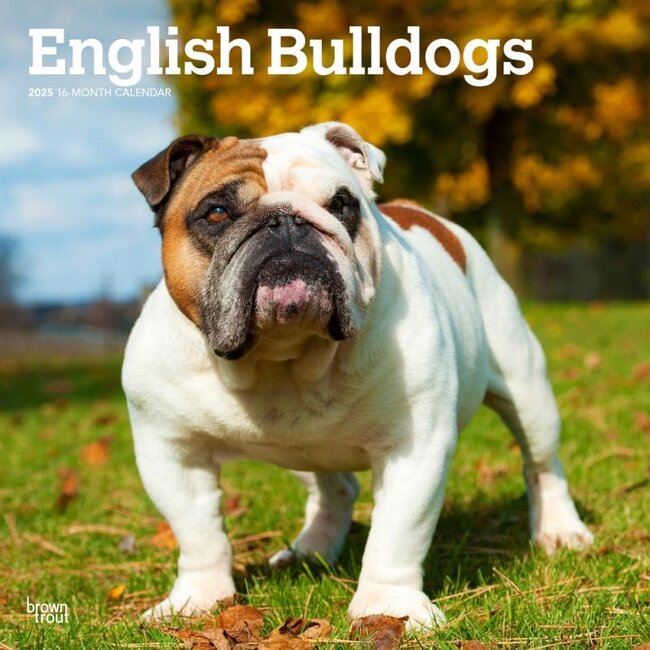 Engelse Bulldog Kalender 2025 Kopen? Bestel eenvoudig Online Kalenderwinkel.nl