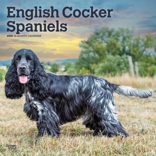Englischer Cocker Spaniel Kalender 2025