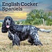 Browntrout English Cocker Spaniel Calendar 2025
