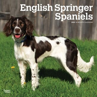 Browntrout Engelse Springer Spaniel Kalender 2025