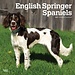 Browntrout Calendario Springer Spaniel Inglés 2025