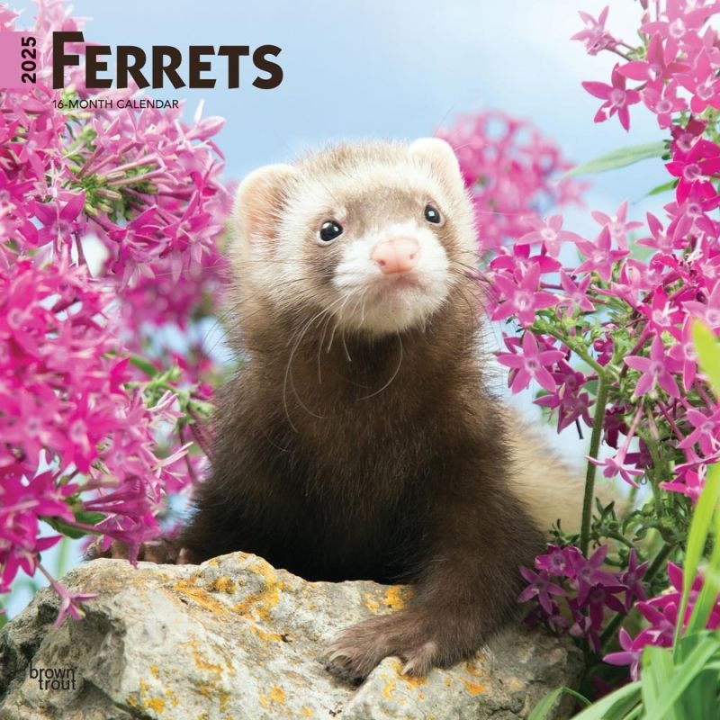 Buying a Ferret Calendar 2025 simply order online Kalenderwinkel.nl