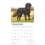 Flatcoated Retriever Calendario 2025