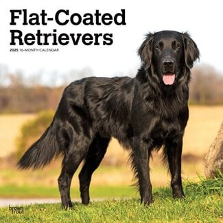 Browntrout Flatcoated Retriever Calendar 2025