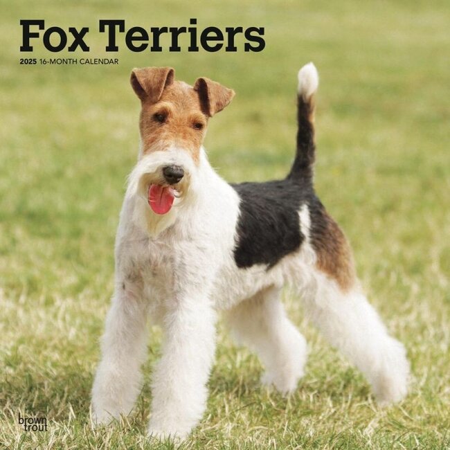 Calendrier Fox Terrier 2025