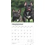 French Bulldog Calendar 2025 Browntout