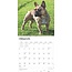 French Bulldog Calendar 2025 Browntout