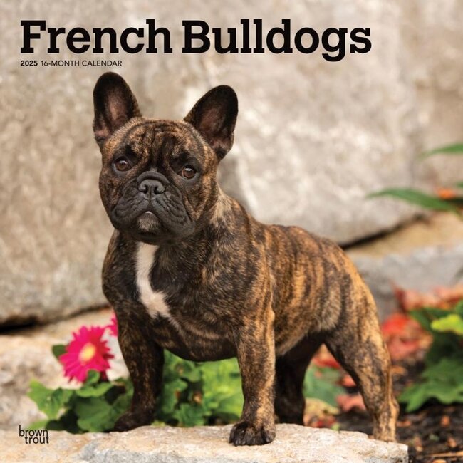 Browntrout French Bulldog Calendar 2025