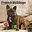 French Bulldog Calendar 2025 Browntout