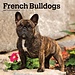 Browntrout French Bulldog Calendar 2025