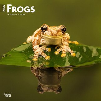 Browntrout Frog Calendar 2025